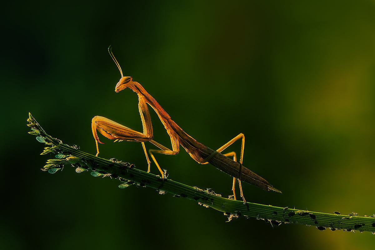 Mantis and aphids Poster och Canvastavla