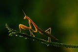 Mantis and aphids Poster och Canvastavla