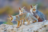 Fox family Poster och Canvastavla