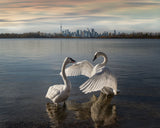 My swan lake Poster och Canvastavla