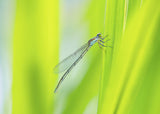dragonfly Poster och Canvastavla