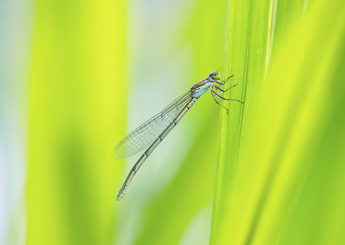 dragonfly Poster och Canvastavla