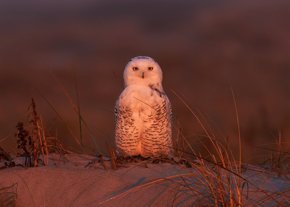 Snowy owl at sunset Poster och Canvastavla