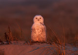Snowy owl at sunset Poster och Canvastavla