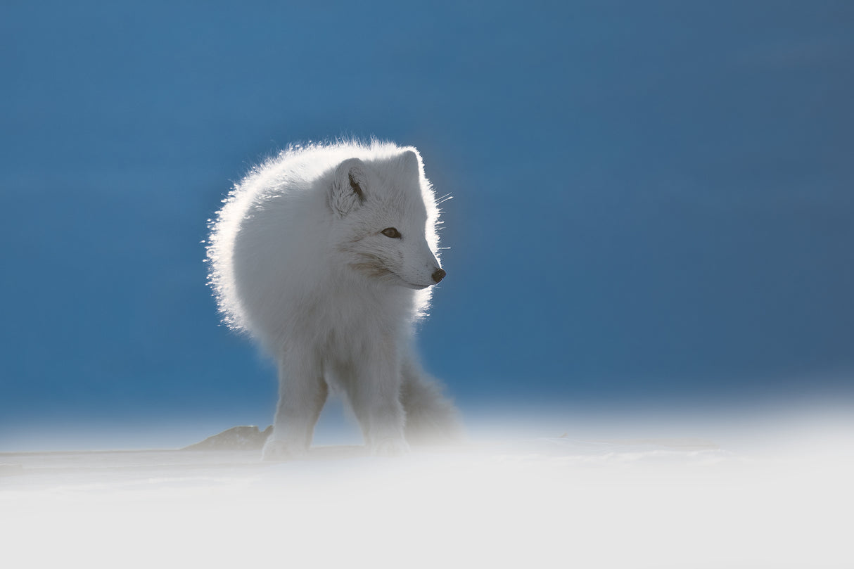 Arctic Fox Poster och Canvastavla