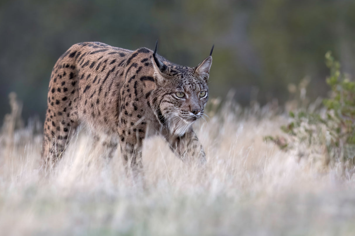 Iberian Lynx Poster och Canvastavla