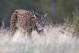 Iberian Lynx Poster och Canvastavla