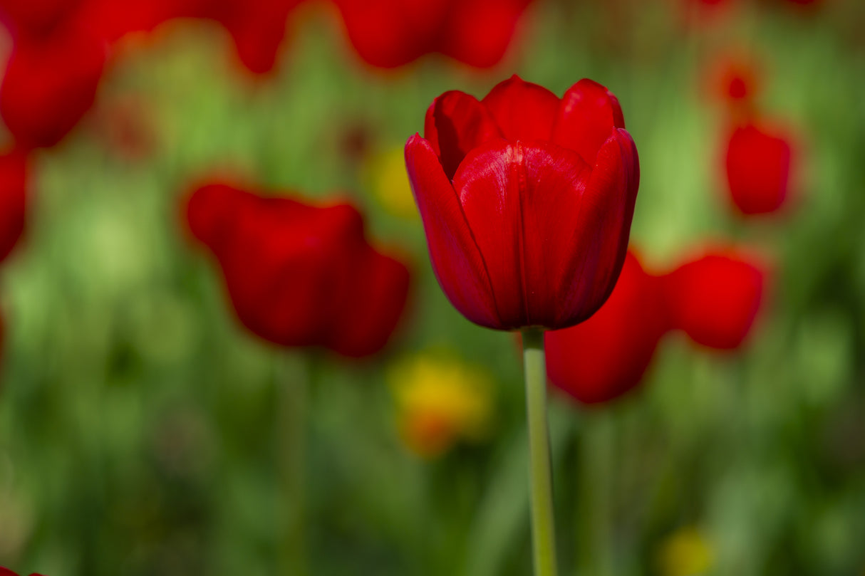 red tulips Poster och Canvastavla