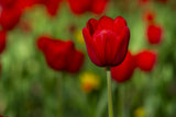 red tulips Poster och Canvastavla