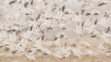 Birds Poster och Canvastavla