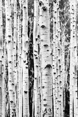 Birches Poster och Canvastavla