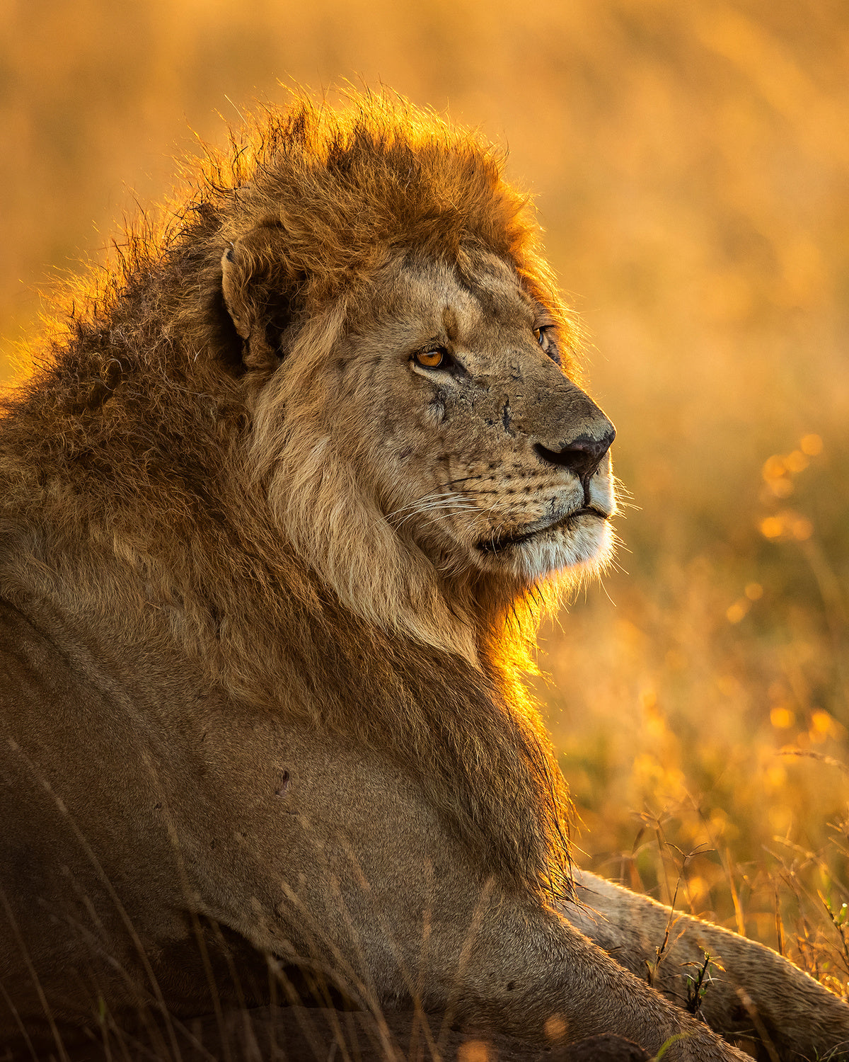 Lionking Poster och Canvastavla