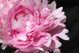 Pink peony VI Poster och Canvastavla