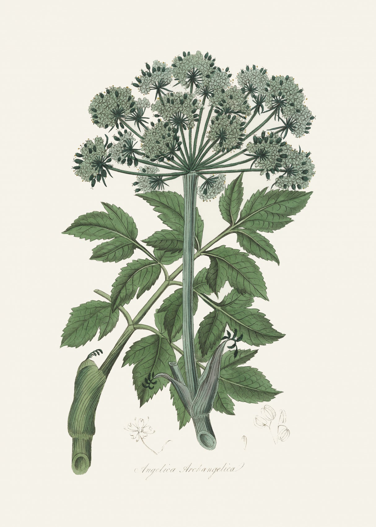 Angel Changelica Medical Botany Poster och Canvastavla