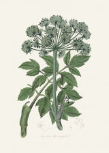 Angel Changelica Medical Botany Poster och Canvastavla
