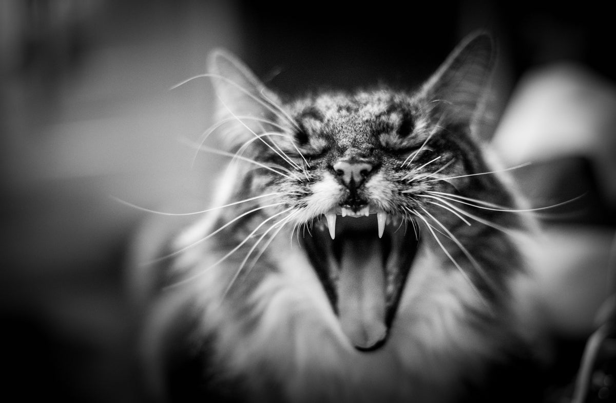 Hear me meow Poster och Canvastavla