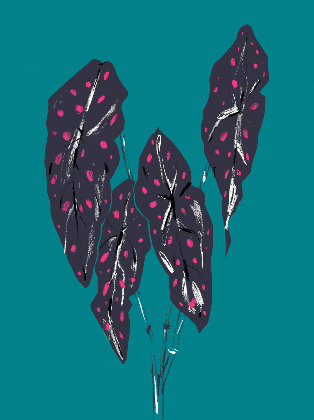 Begonia Maculata Dark Poster och Canvastavla