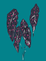 Begonia Maculata Dark Poster och Canvastavla