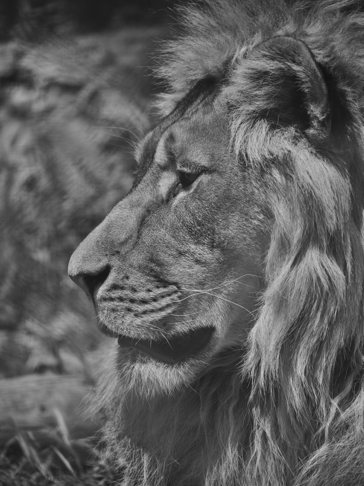 Portrait of a beautiful lion Poster och Canvastavla