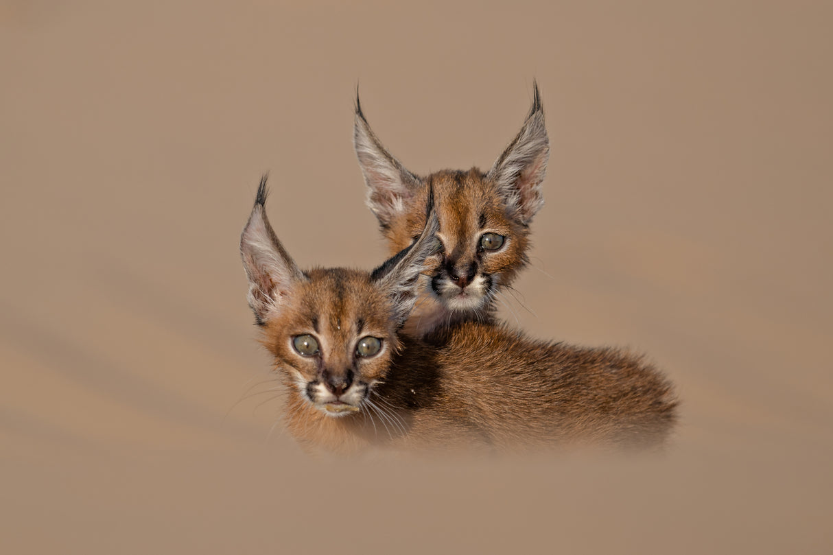 caracal schmitzi Poster och Canvastavla