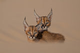caracal schmitzi Poster och Canvastavla