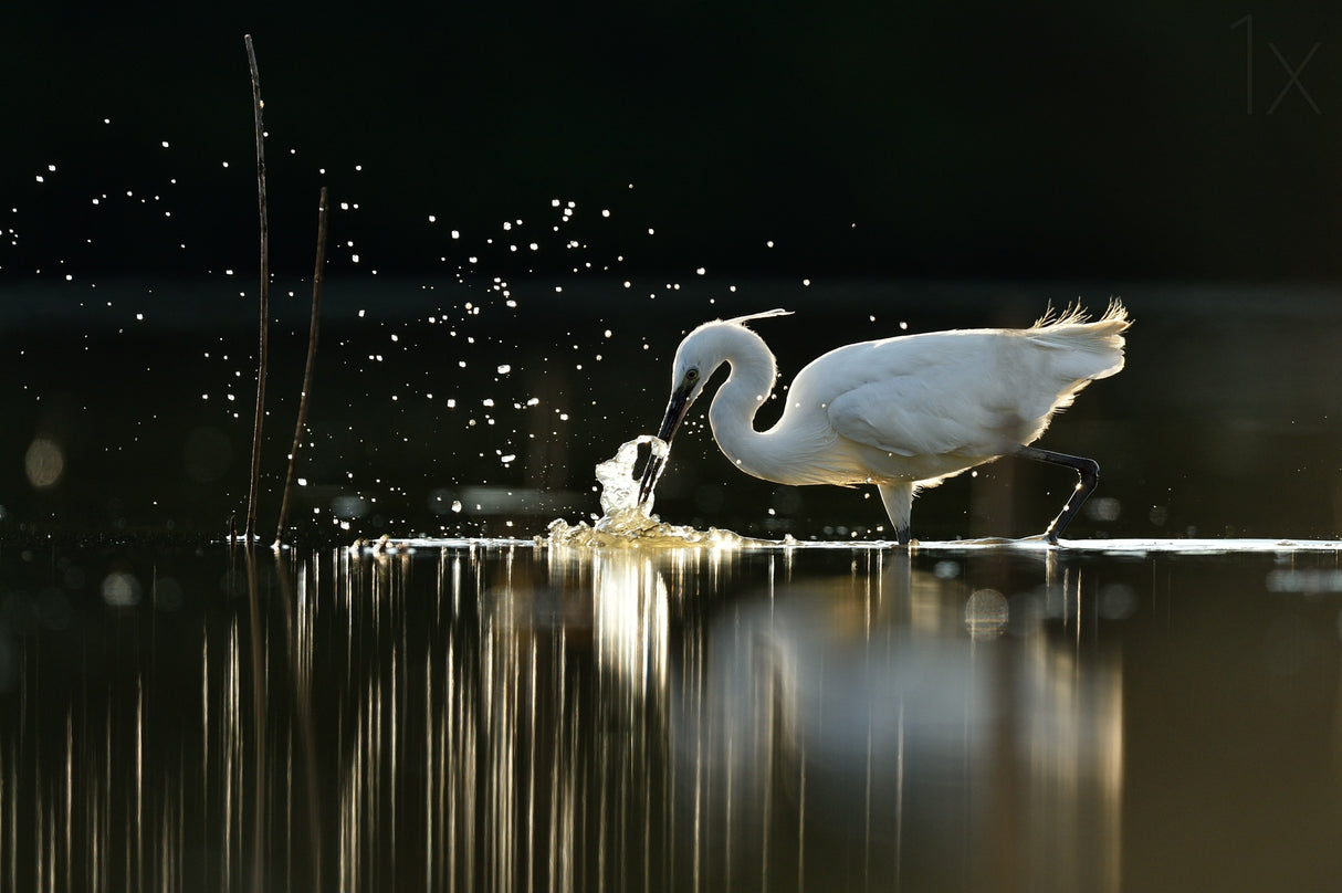 Hunting Little egret Poster och Canvastavla
