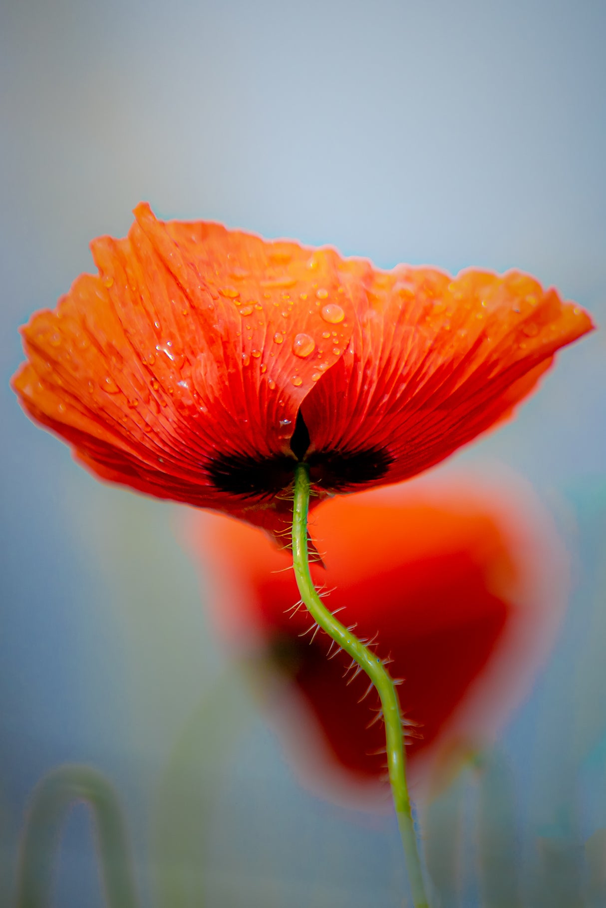 Drifting poppies Poster och Canvastavla