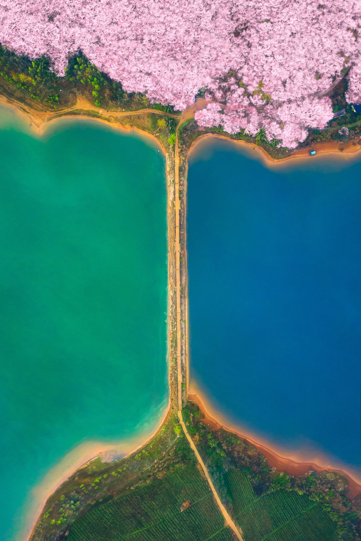Cherry Garden, Guizhou Province Poster och Canvastavla