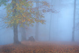 Dreamy place Poster och Canvastavla