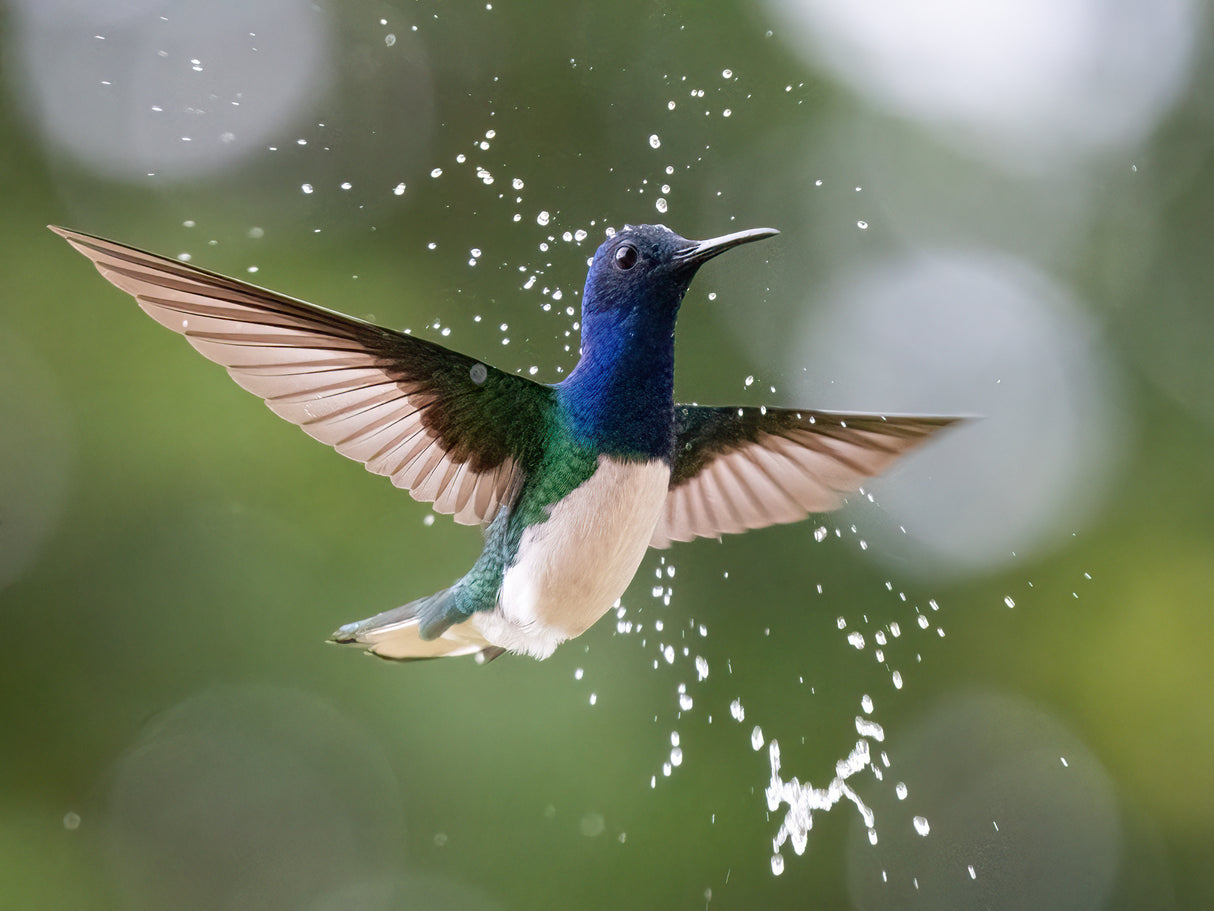 White-necked Jacobin in the rain. Poster och Canvastavla