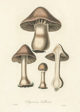 Agaricus Bulbosus Illustration. Medical Botany 1836 Poster och Canvastavla