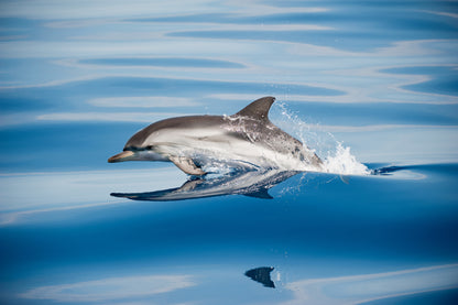 Striped Dolphin Poster och Canvastavla