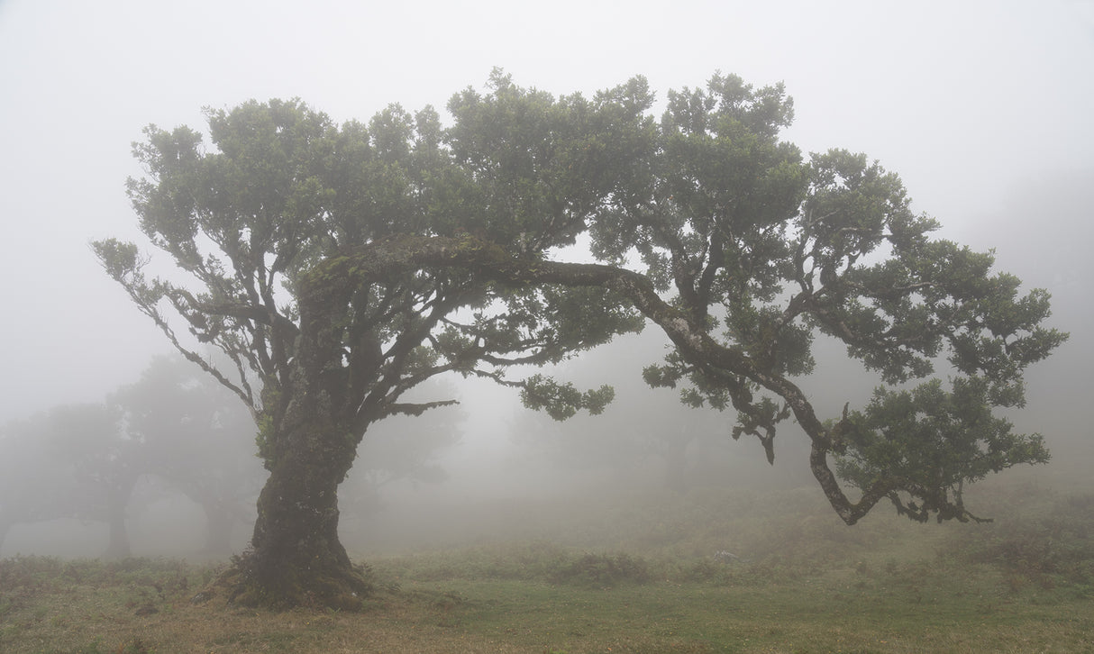 Tree in the mist Poster och Canvastavla