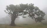 Tree in the mist Poster och Canvastavla