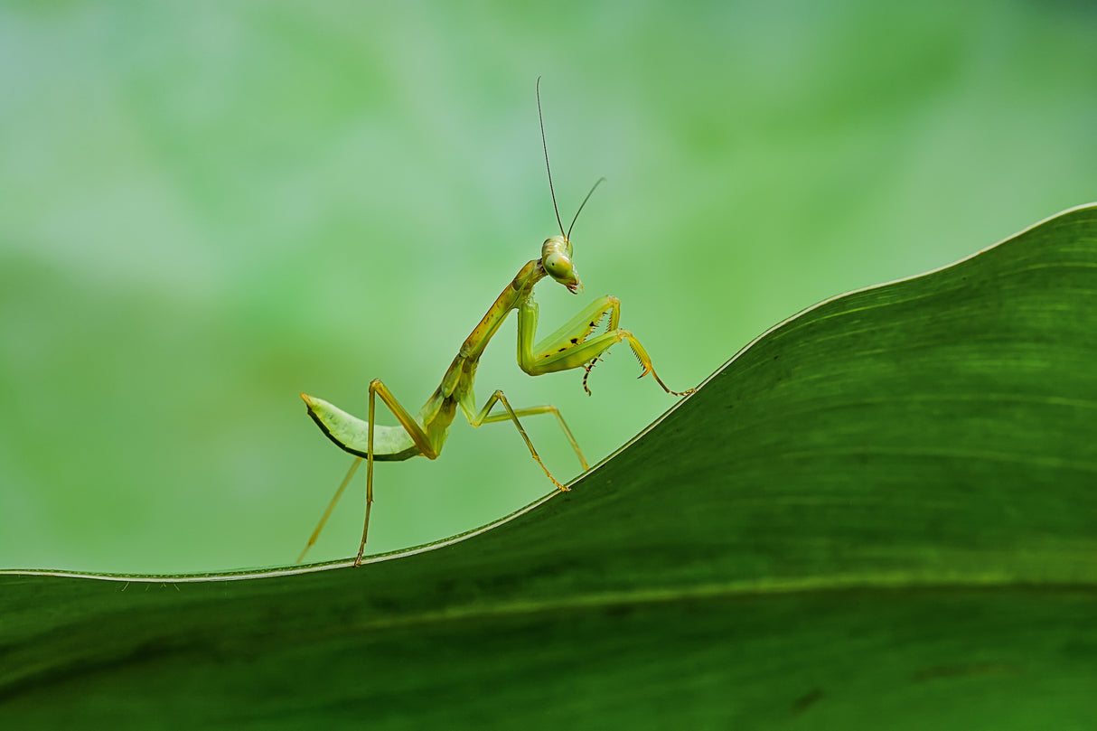Mantis Poster och Canvastavla