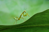 Mantis Poster och Canvastavla