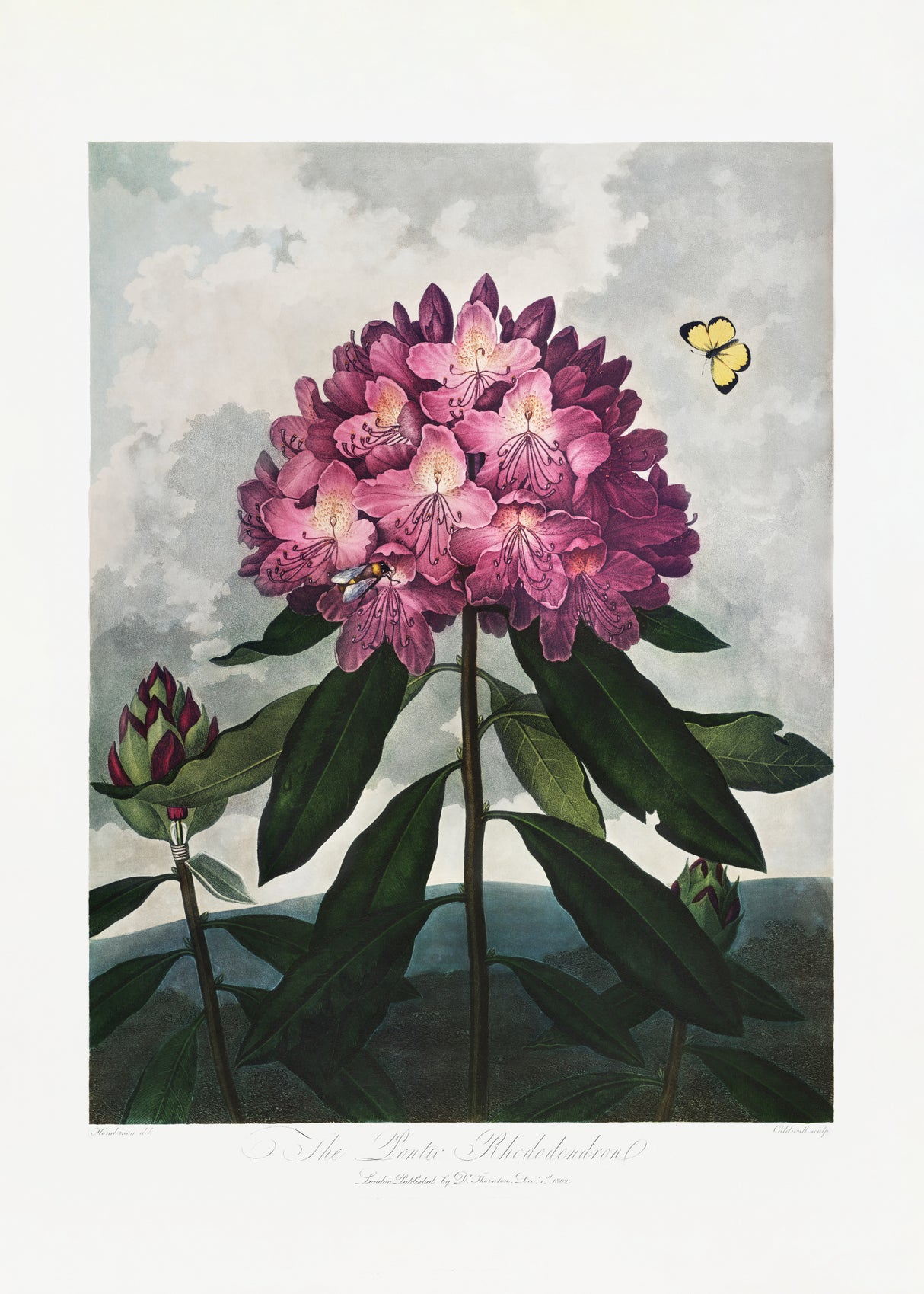 The Pontic Rhododendron from The Temple of Flora (1807) Poster och Canvastavla