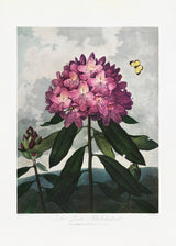 The Pontic Rhododendron from The Temple of Flora (1807) Poster och Canvastavla