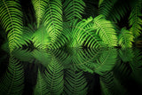 Fern Reflection Poster och Canvastavla