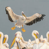Pelicans Poster och Canvastavla