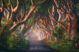 An Irish Fairytale Poster och Canvastavla