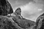 The King! Poster och Canvastavla