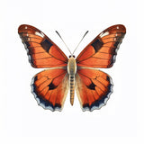 Butterfly 39 Poster och Canvastavla