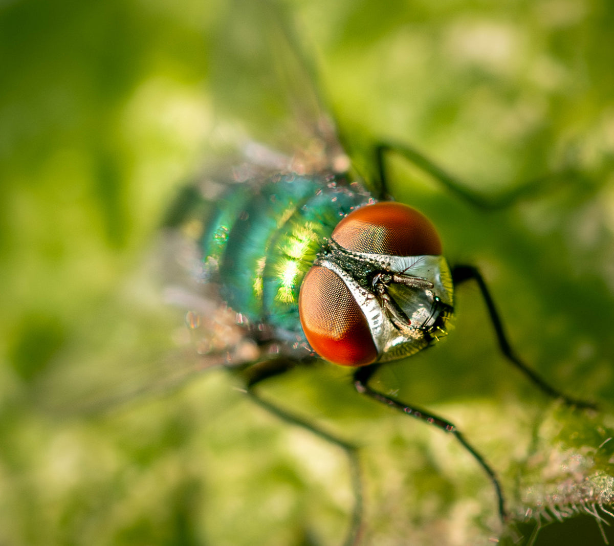 Greenbottle Poster och Canvastavla