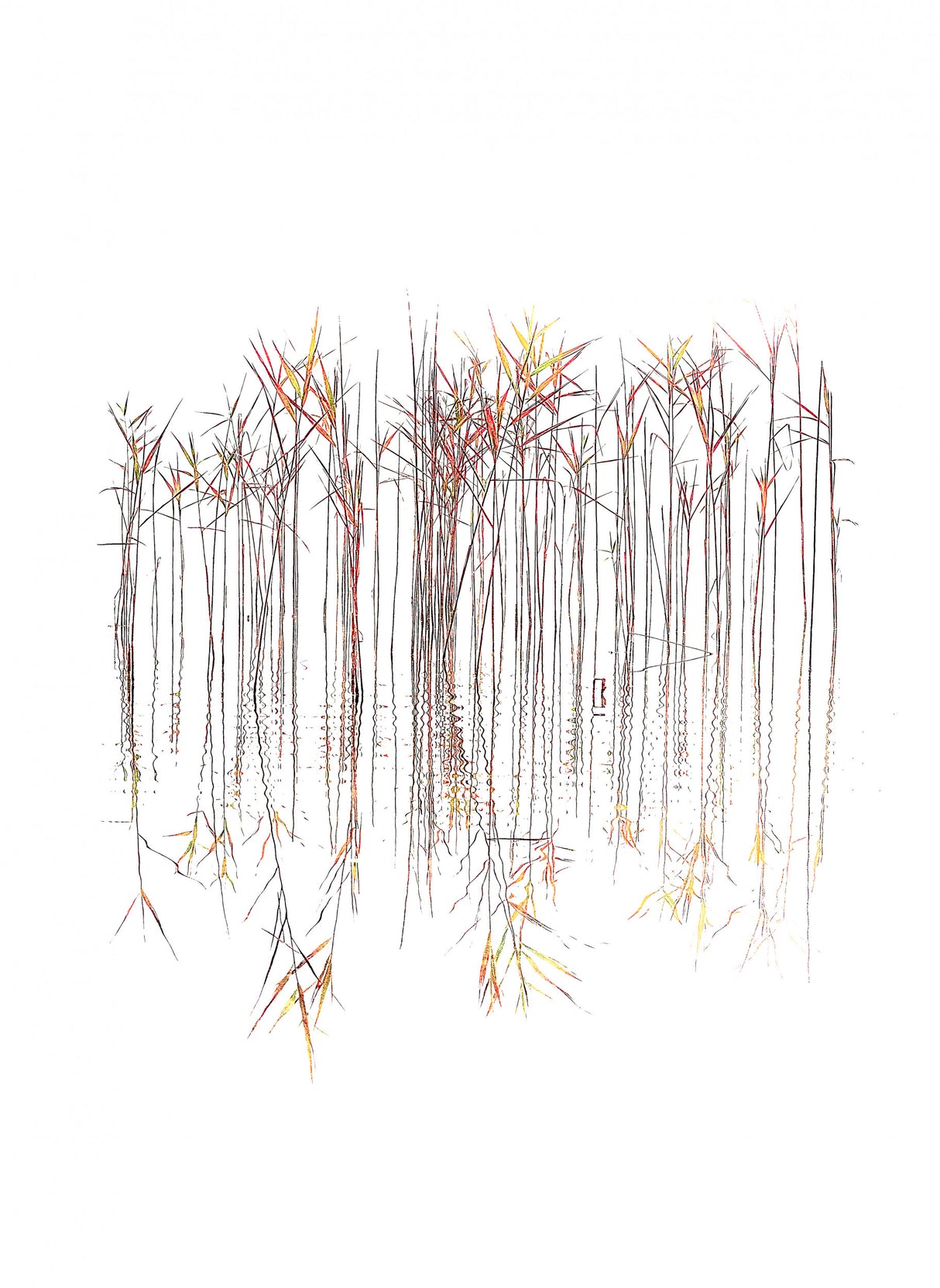 Grasses Poster och Canvastavla