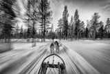 Dogsledding Poster och Canvastavla