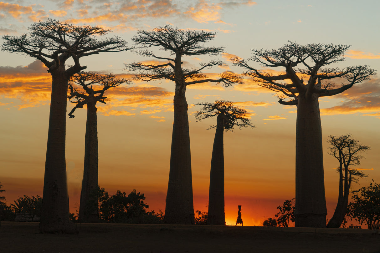 Baobabs in Sunset Poster och Canvastavla