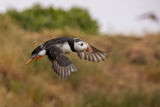 Puffin Poster och Canvastavla