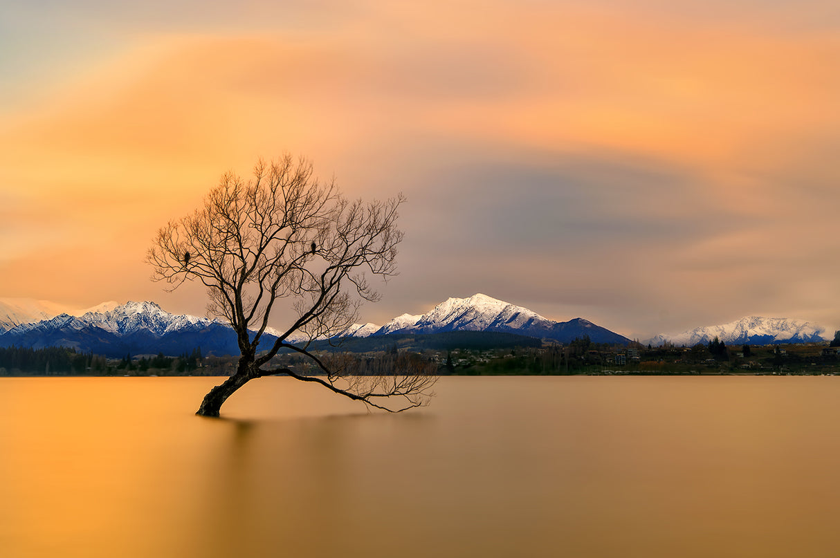 Morning glow of the Lake Wanaka Poster och Canvastavla