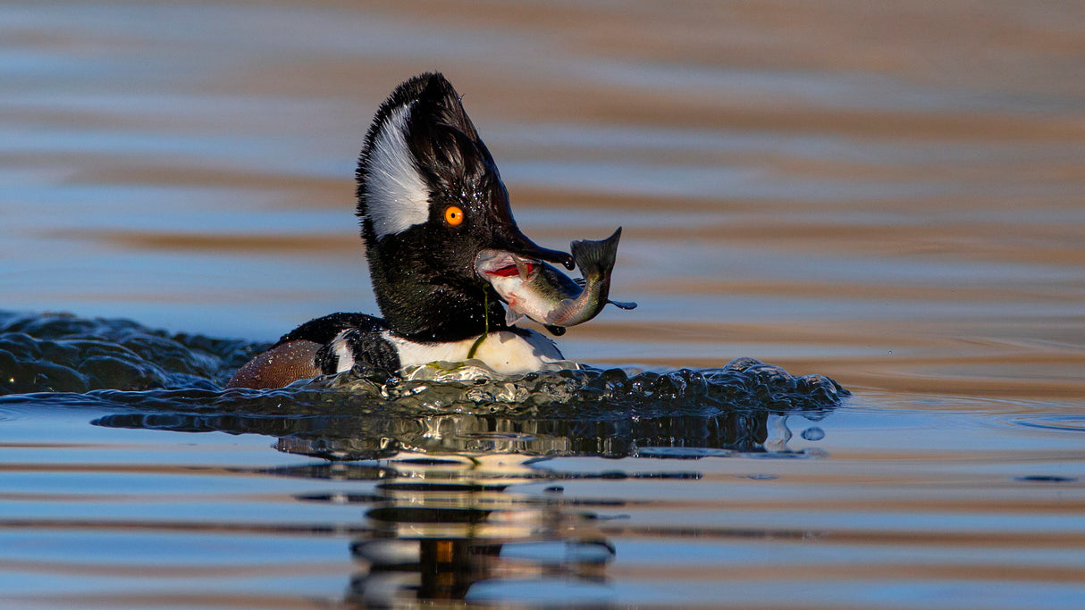 Hooded Merganser Poster och Canvastavla